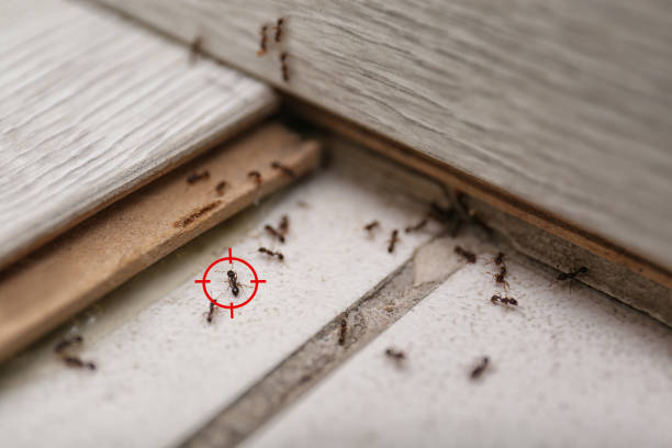 Best Pest Control Near Me in Santa Nella, CA